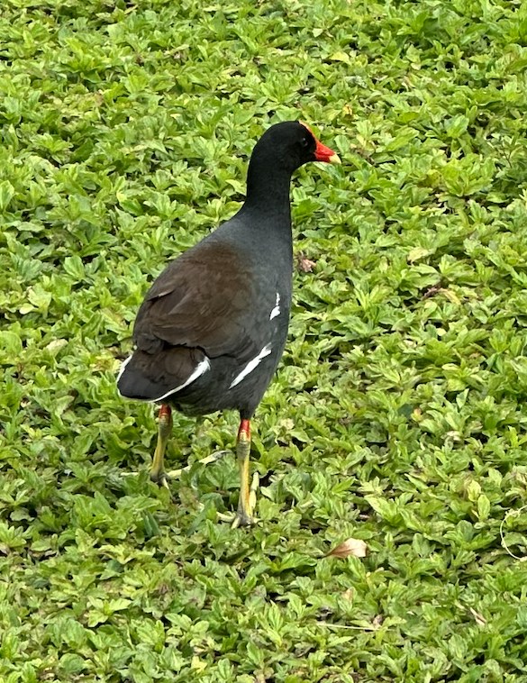 Common gallinule with red shield on bill and yellow legs walking on lawn