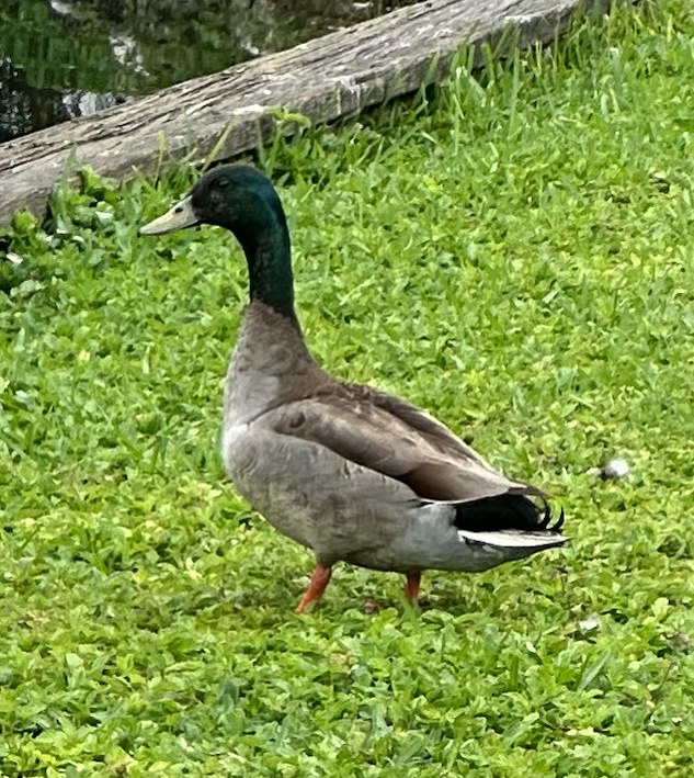 Male mallard duck with iridescent green head walking on grass