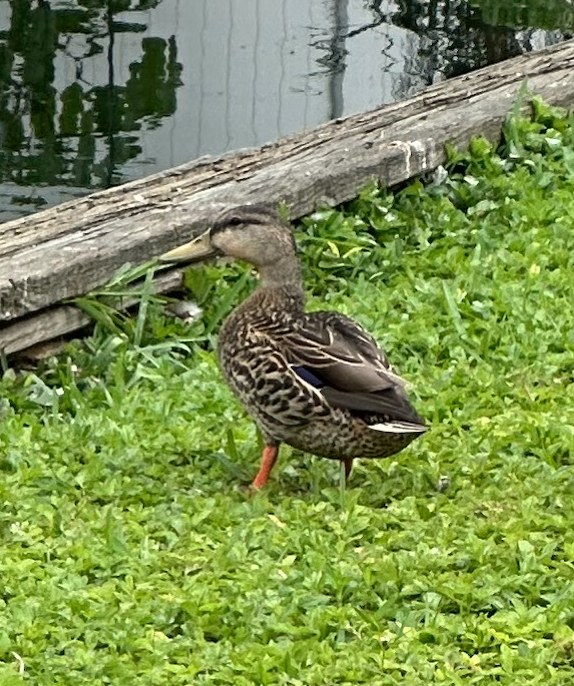Mottled duck with mottled brown plumage and orange feet on grass