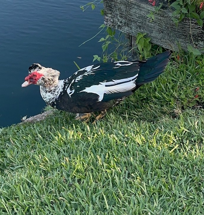 Muscovy duck with red facial markings standing on grass beside the pond