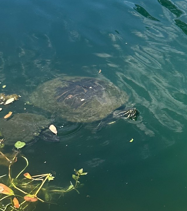 Florida cooter turtle peeking out of dark water with no red on head