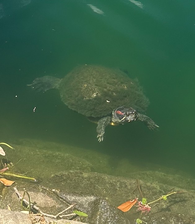 Turtle with red stripe behind its eye floating in pond water