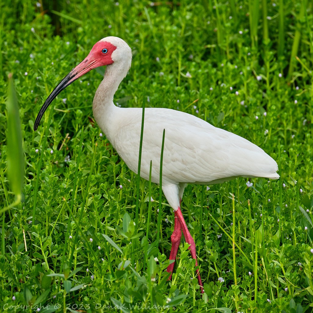 White Ibis walking near a fallen log